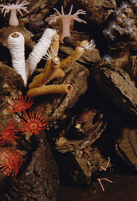 Limy tube worms, fanworms, barnacles