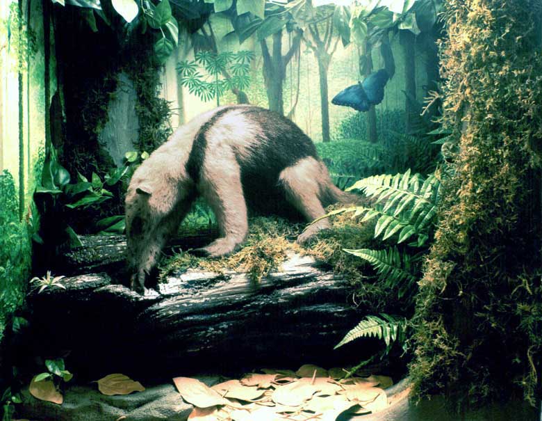 Tamandua anteater mount in rainforest diorama