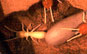 Anteater tongue/termites thumbnail image